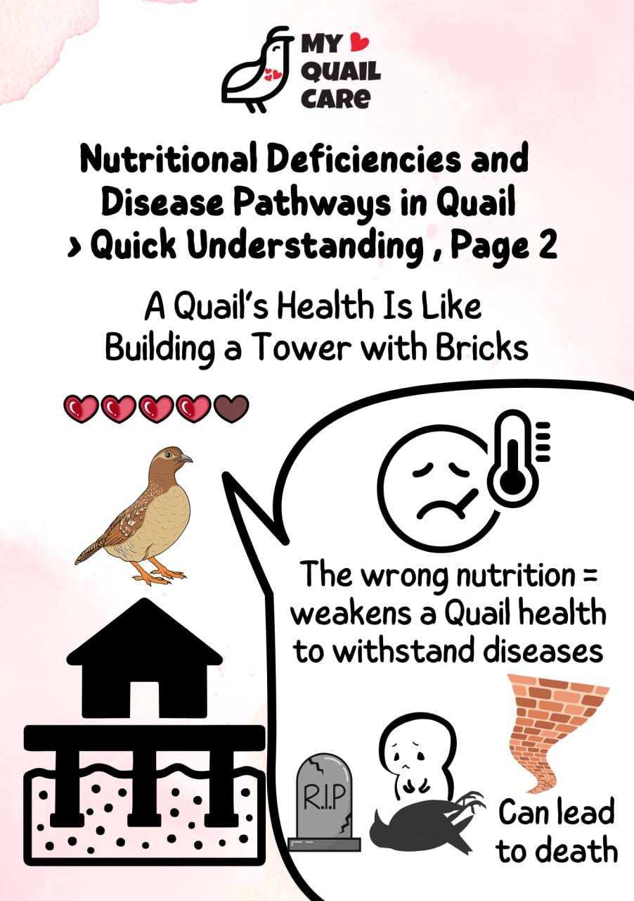 Quail Nutrition 2
