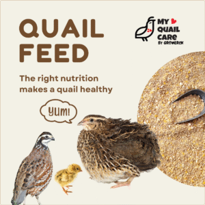 Quail feed for bobwhite quail, california quail, quail chick, cortunix quail, king quail