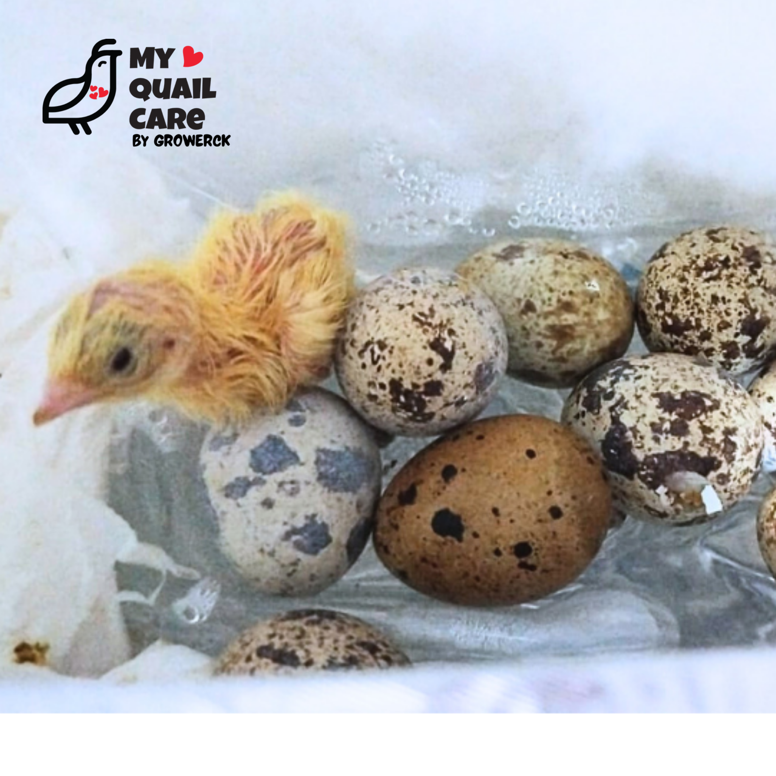 Quail chick hatching in styrofoam incubator