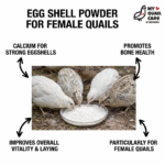 Egg shell powder for female quails