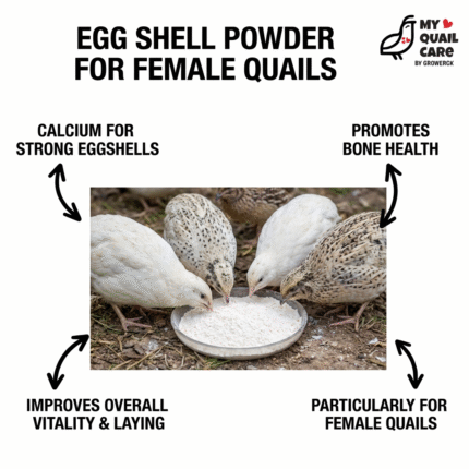 Egg shell powder for female quails