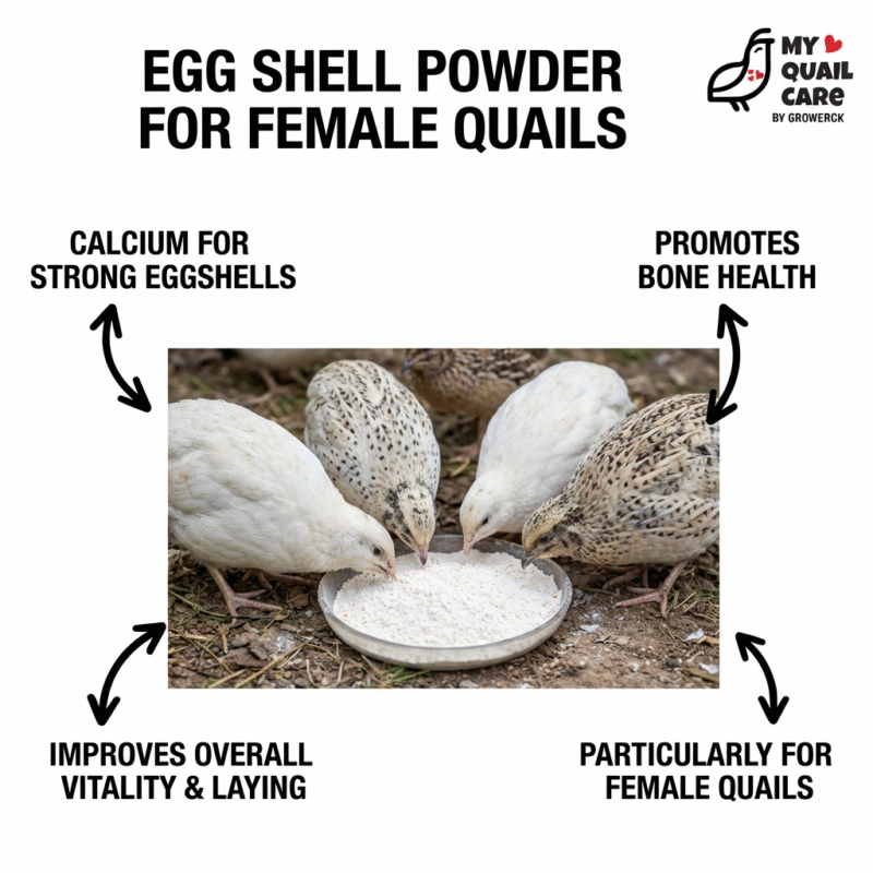 Egg shell powder for female quails