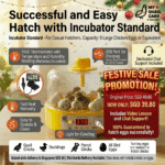 Festive Poster Advert for Incubator Standard
