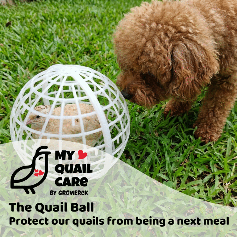 the quail ball poster