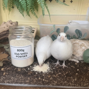 Egg Shell Powder for Pets | Egg Shell Powder for Quails | Egg shell powder for birds 2