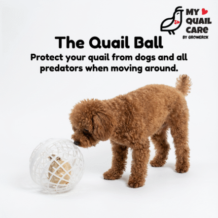 The Quail Ball, Protect our Quails from being a dog , cat , hawk, falcon next meal