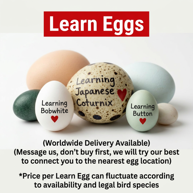 Learn Eggs