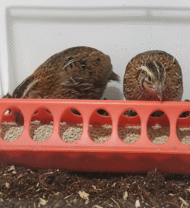 Quail Food and Quail Eating