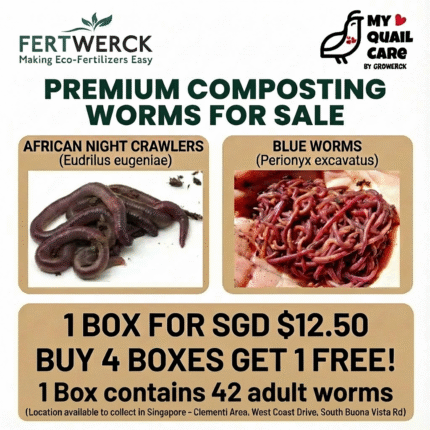 African Nightcrawlers or Blue Worms ( Malaysian Blue Worms ) | Composting Worms , Compost Worms | Quail, Fish, Chicken, Duck, Crab, Channa, Discus, Crayfish, Frog Food | Gardening | 42 Adult Worms Per Box