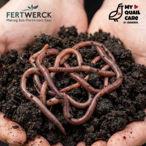 Blue Worms compost worm