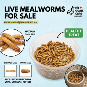 live mealworms