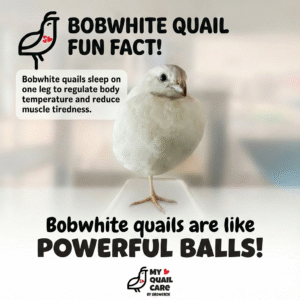 Bobwhite Quails are Powerful Balls