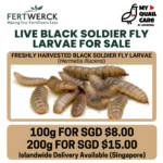 Live Black Soldier Fly Larvae