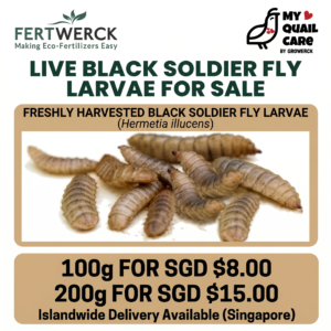 Live Black Soldier Fly Larvae