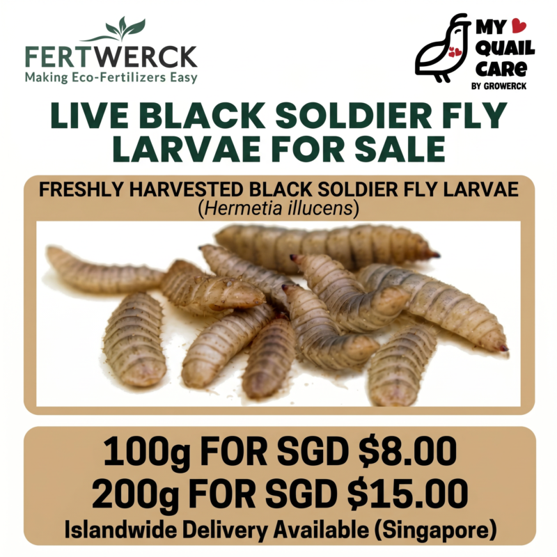 Live Black Soldier Fly Larvae