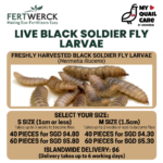 Live Black Soldier Fly Larvae
