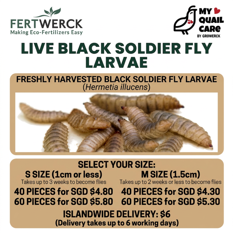 Live Black Soldier Fly Larvae
